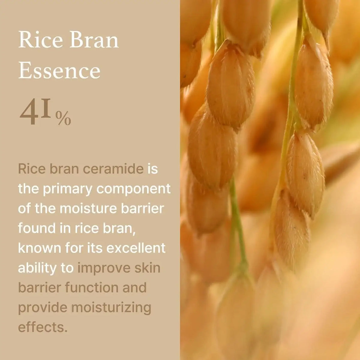 I’m From Rice Cream 50g Korean beauty product image 6